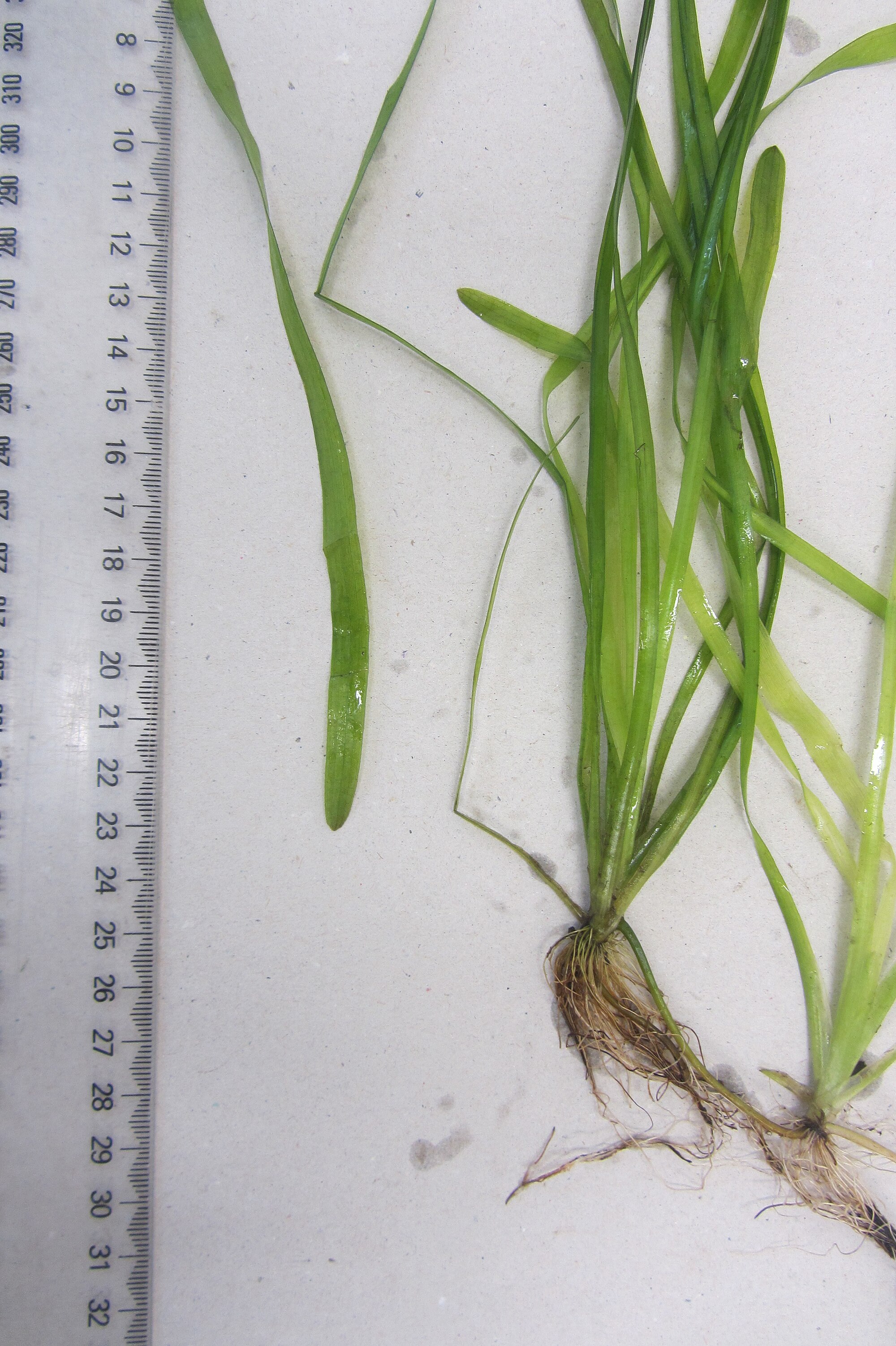 Thumbnail 3 Vallisneria australis