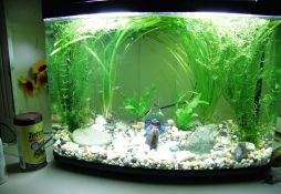 Vallisneria australis