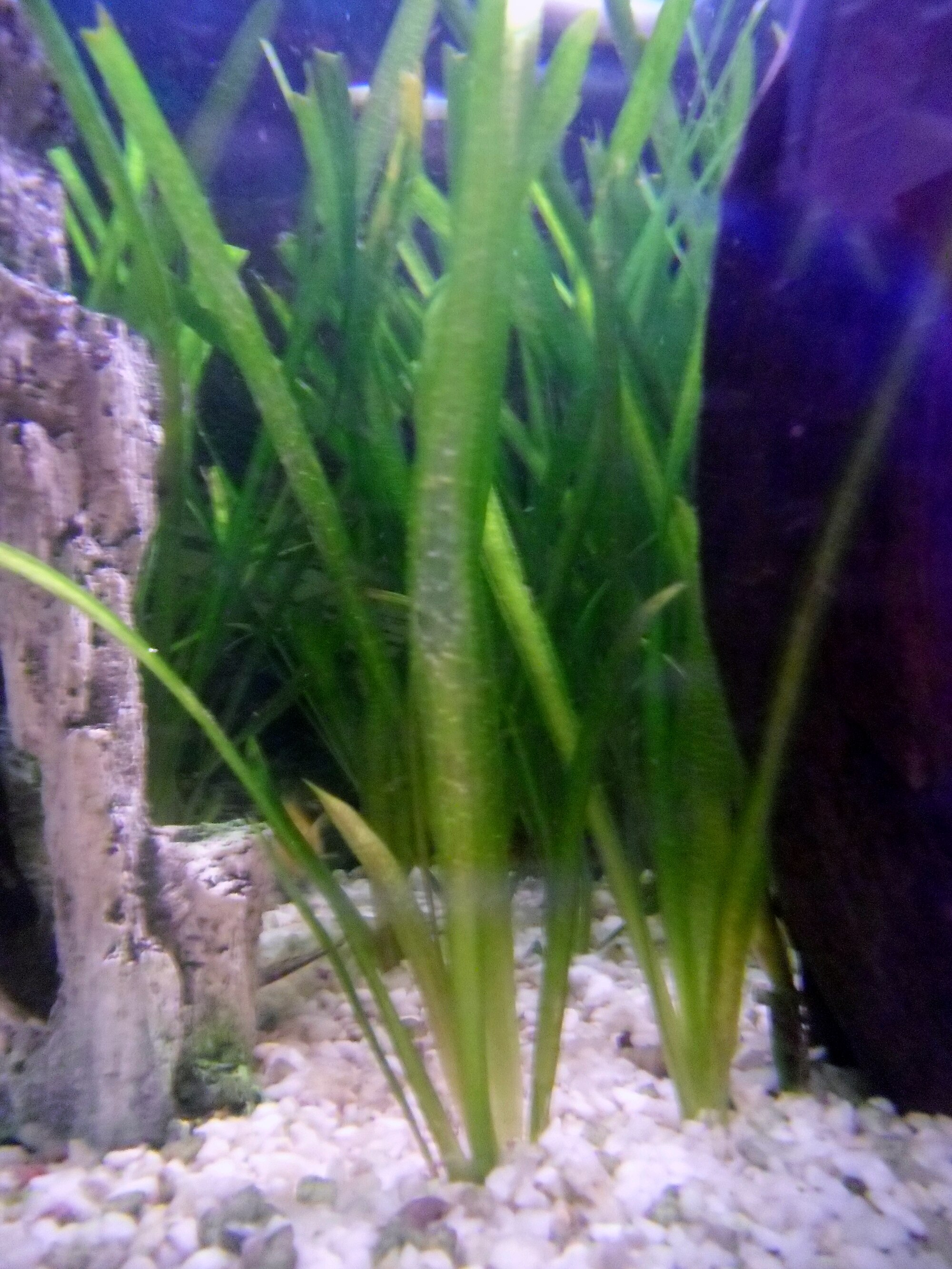 Vallisneria nana