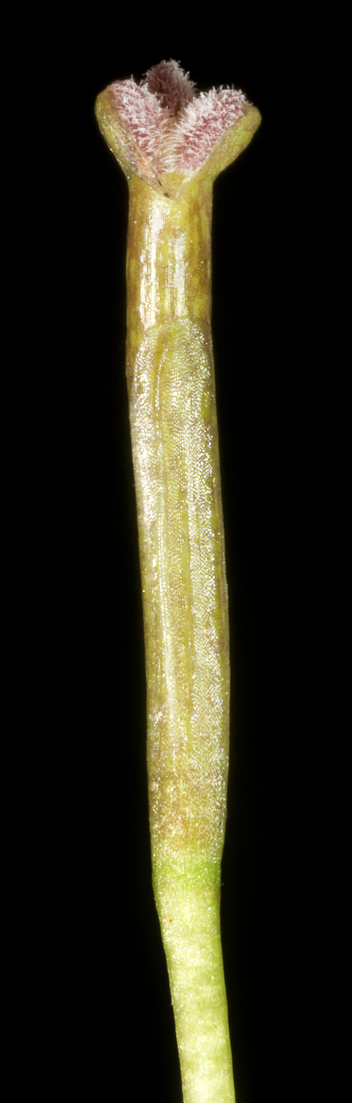 Thumbnail 2 Vallisneria nana