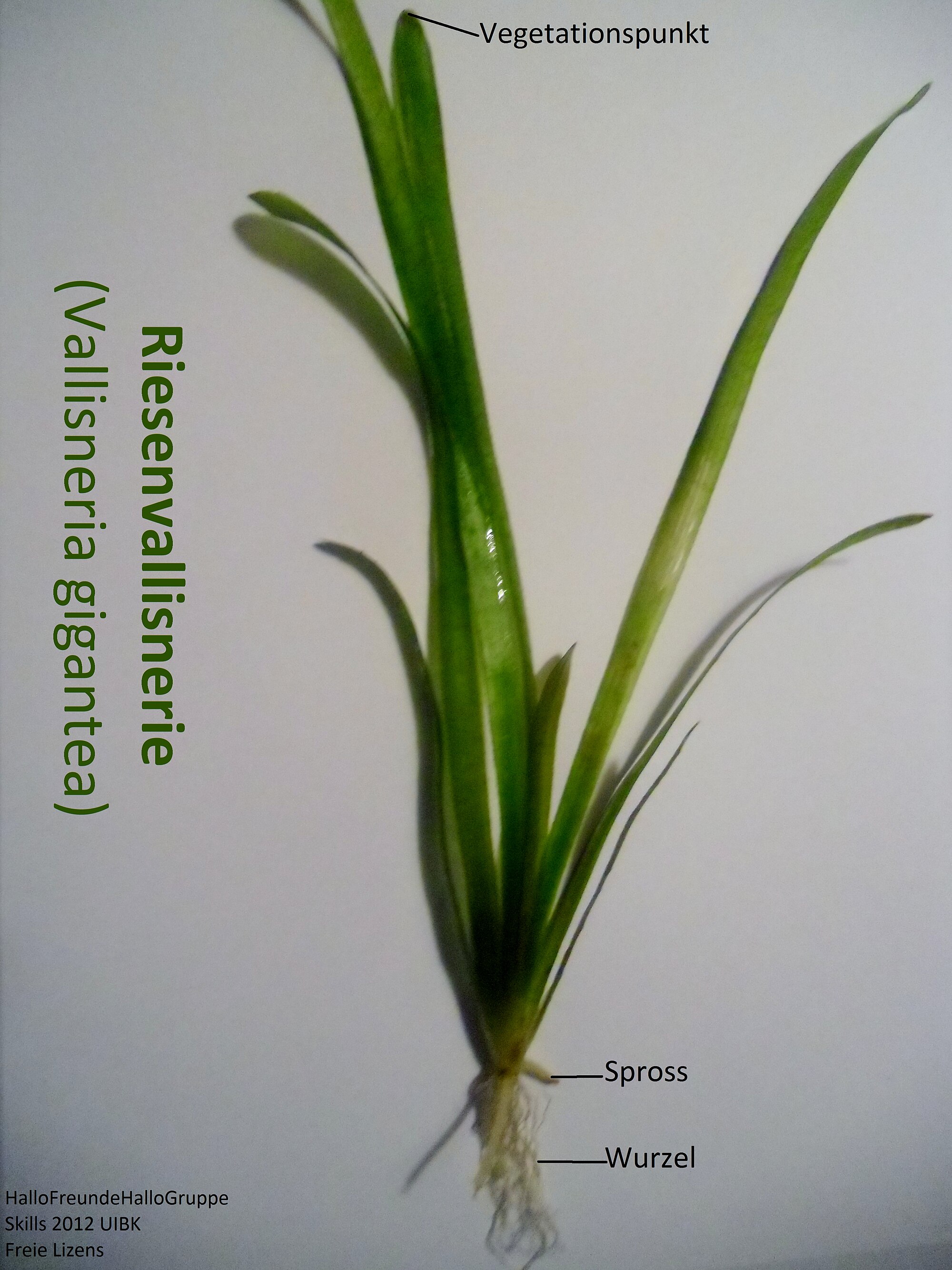 Thumbnail 3 Vallisneria nana