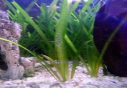 Vallisneria nana