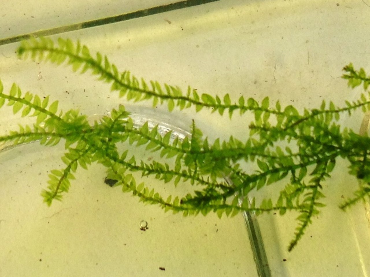 Thumbnail 2 Vesicularia dubyana