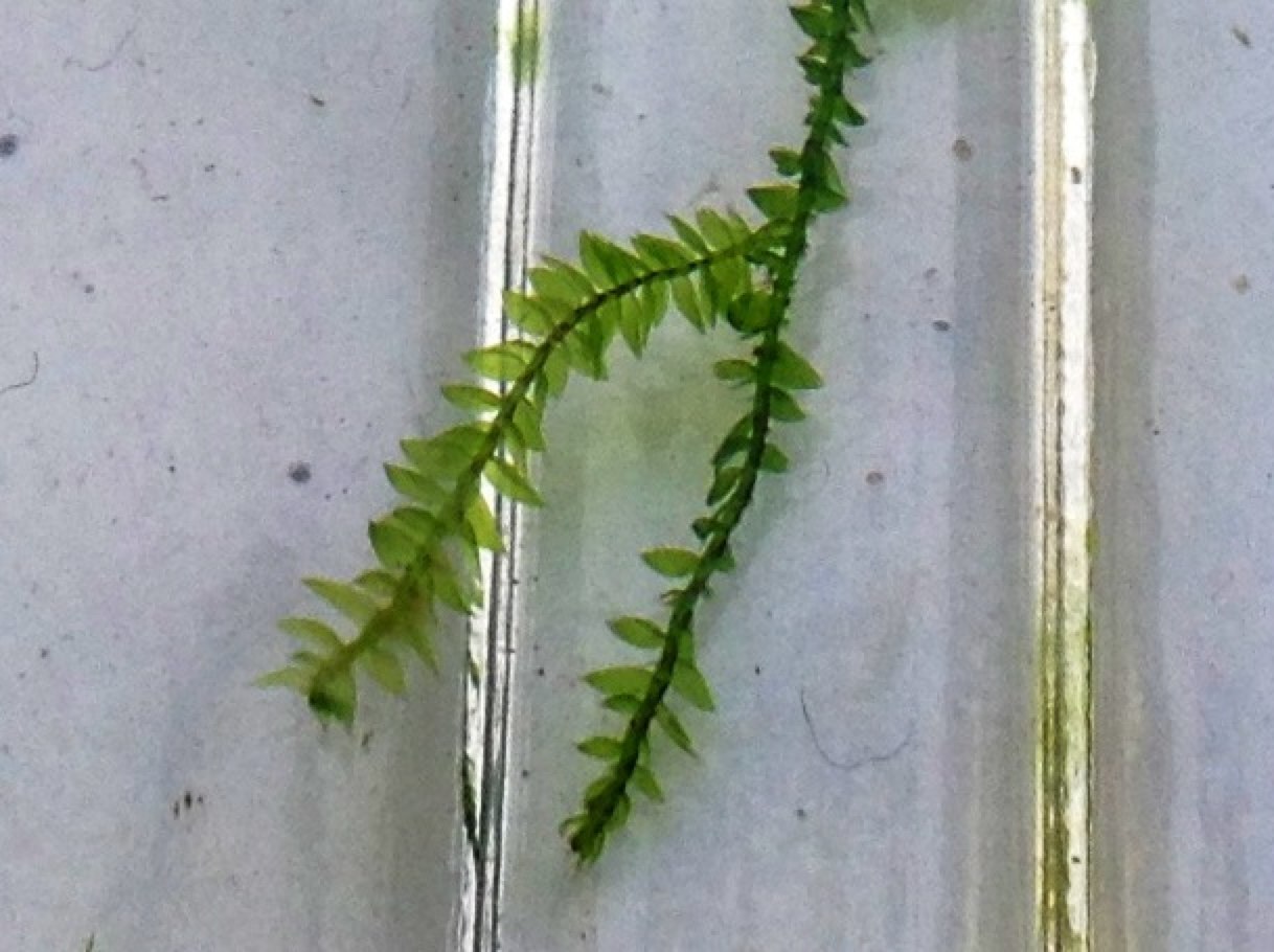 Thumbnail 3 Vesicularia dubyana