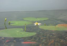 Vesicularia dubyana