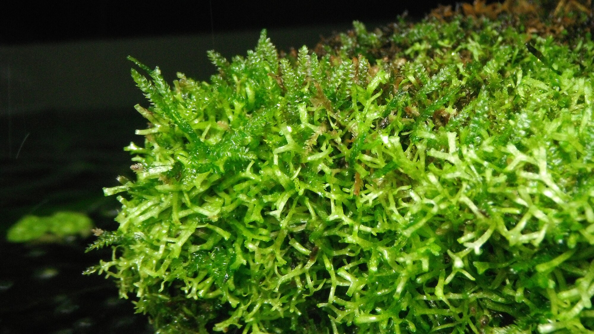 Vesicularia montagnei