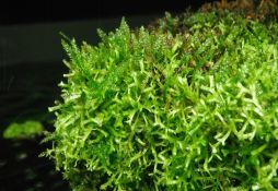 Vesicularia montagnei
