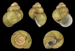 Viviparus viviparus