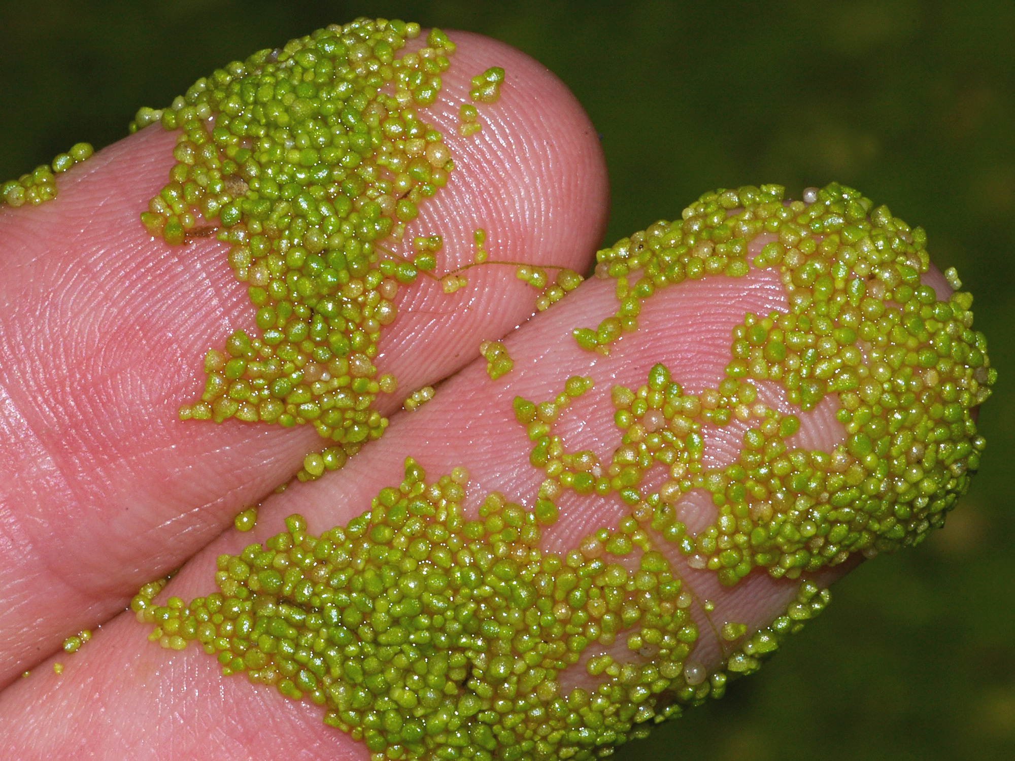 Thumbnail 2 Wolffia arrhiza