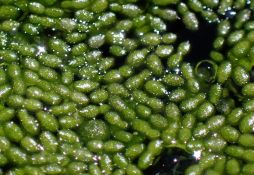 Wolffia arrhiza