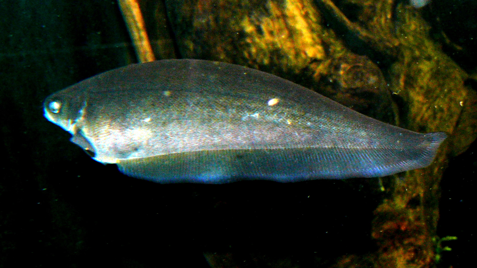 Thumbnail 2 Xenomystus nigri