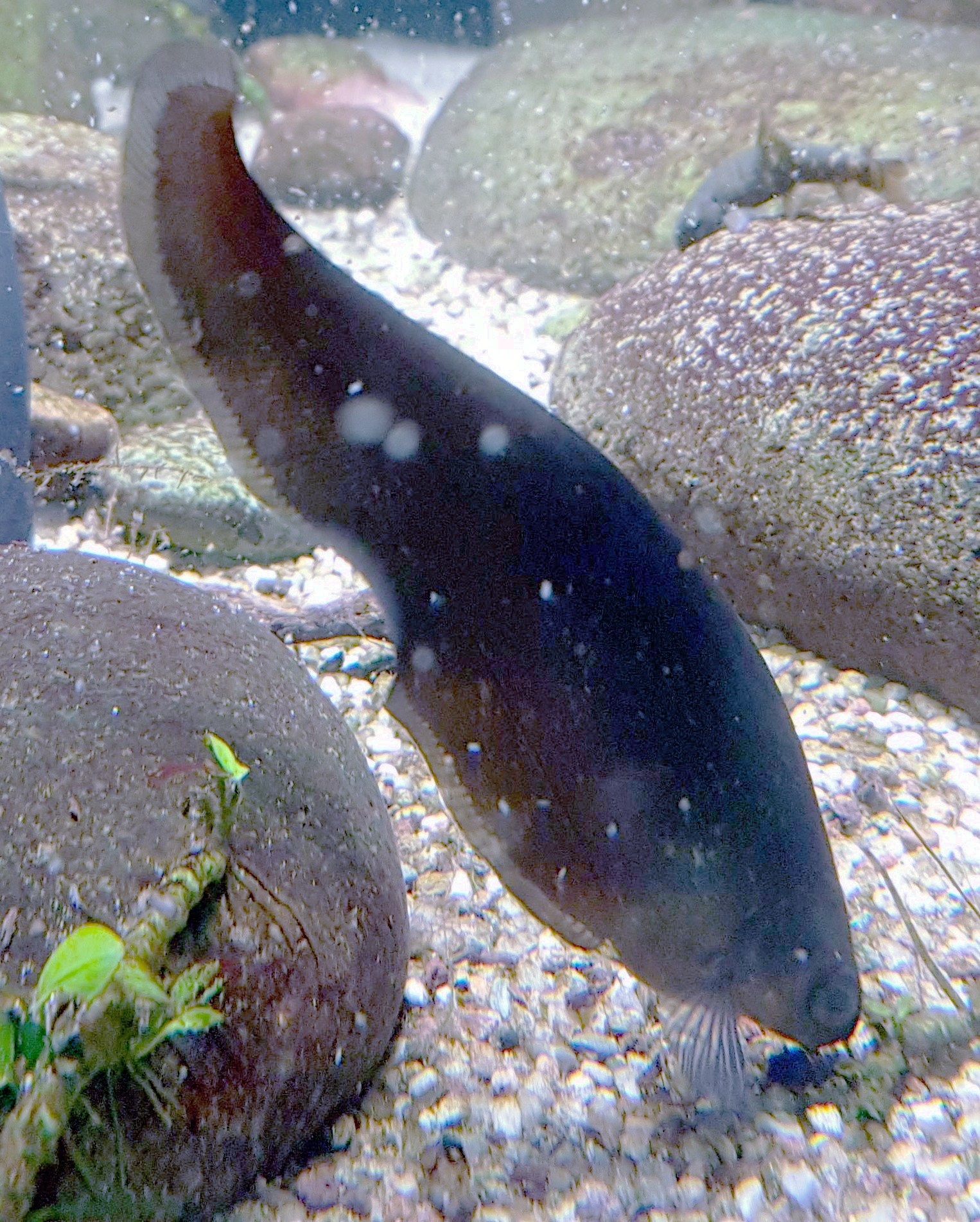 Thumbnail 3 Xenomystus nigri