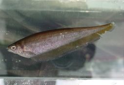 Xenomystus nigri