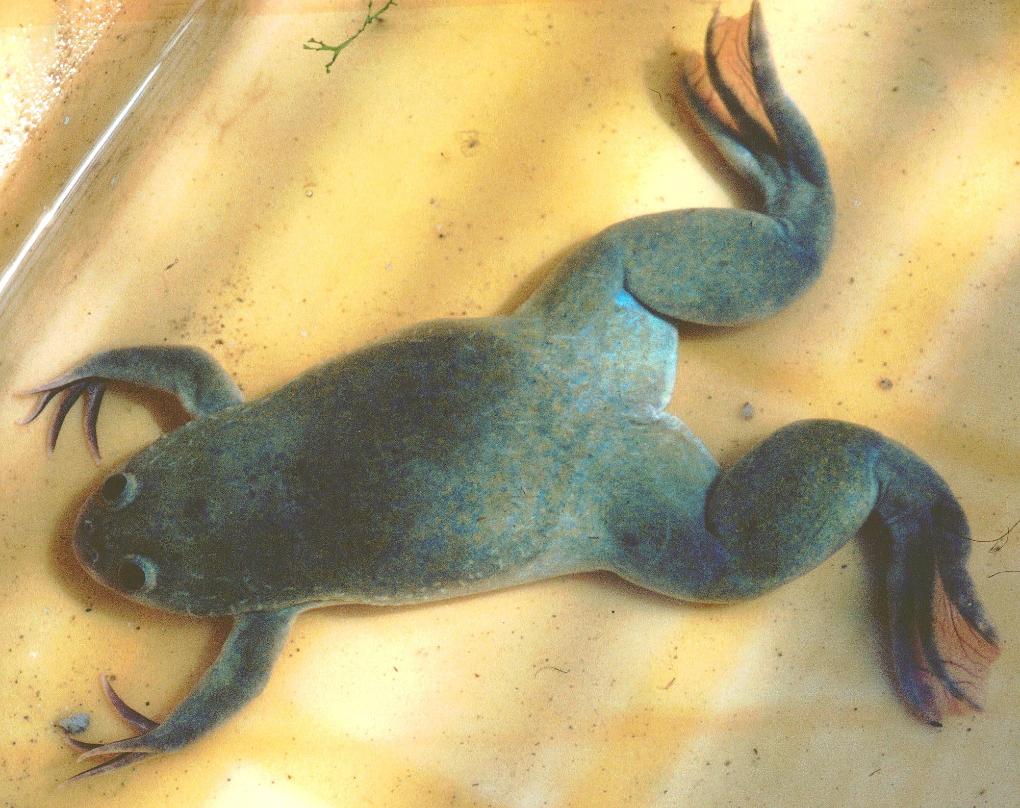 Thumbnail 2 Xenopus laevis