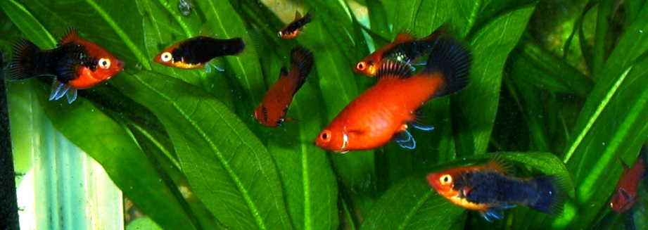 Thumbnail 2 Xiphophorus maculatus