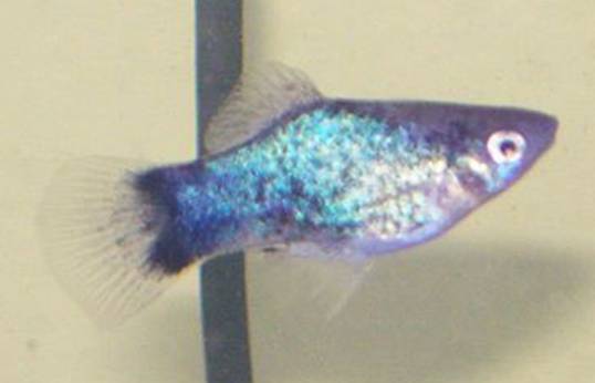 Thumbnail 3 Xiphophorus maculatus
