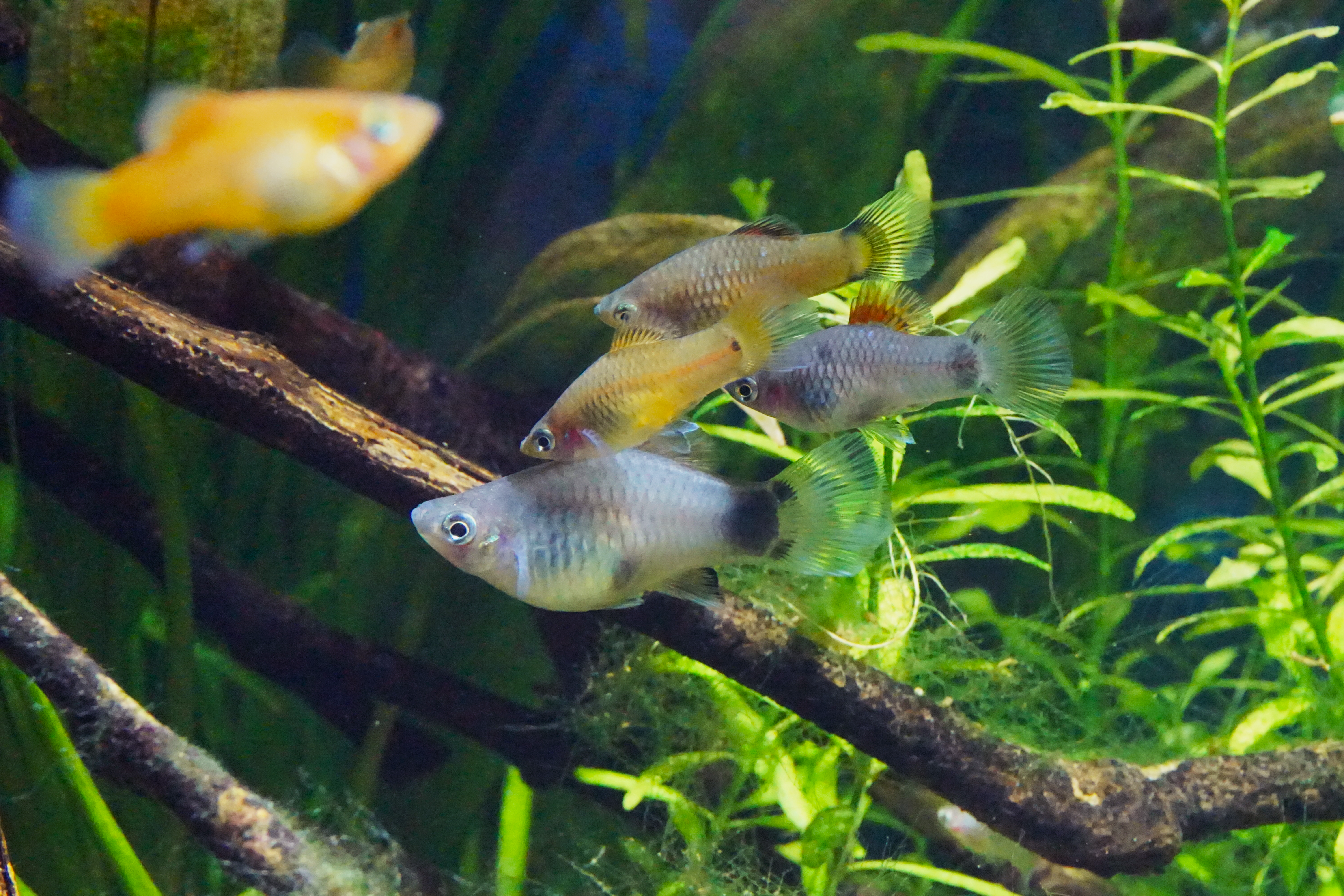 Thumbnail 3 Xiphophorus maculatus