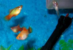 Xiphophorus maculatus