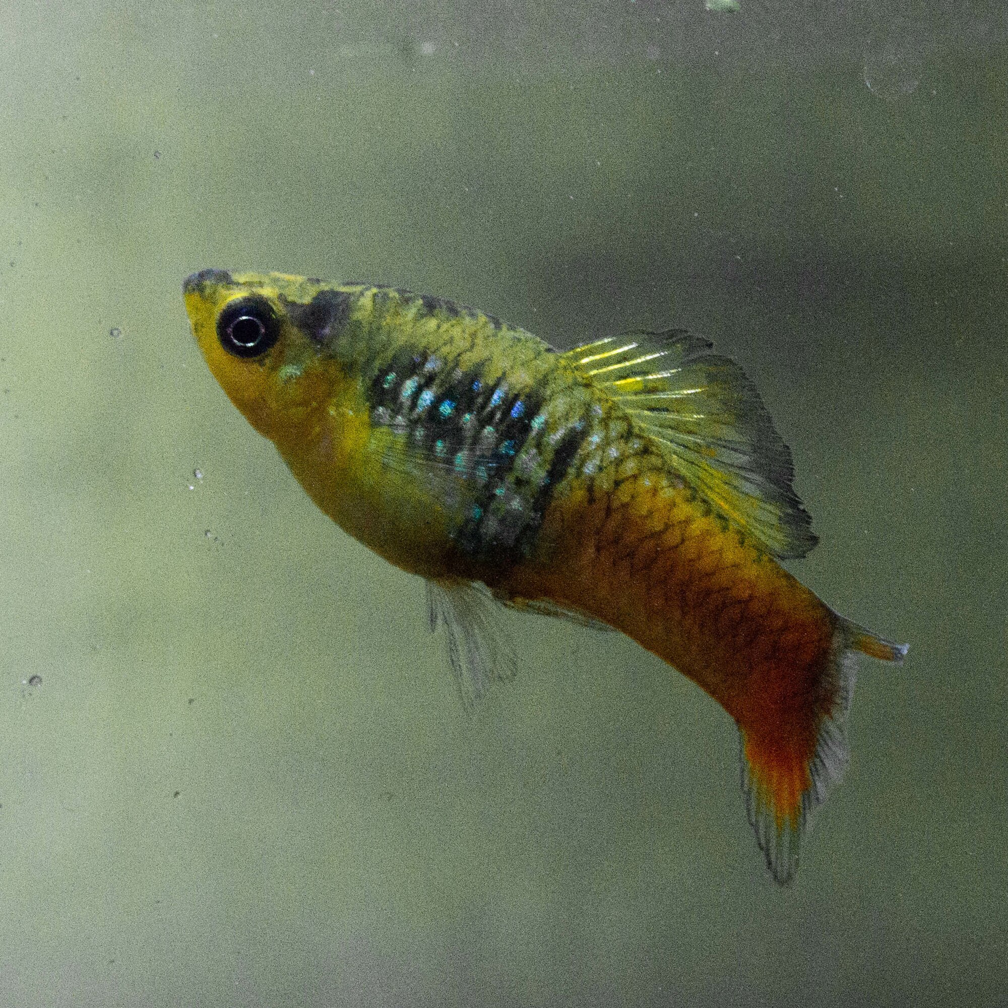 Thumbnail 2 Xiphophorus variatus