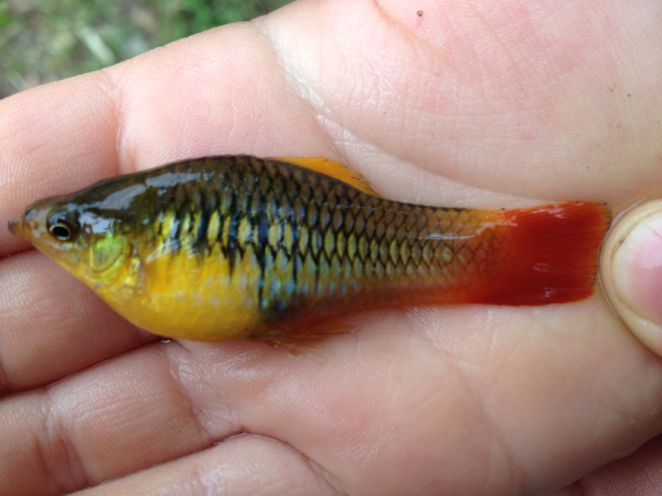 Thumbnail 3 Xiphophorus variatus